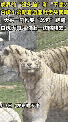 谁能想到，威风凛凛的白虎也有反差萌的一面？天津动物园里，一只白虎对着游客花式