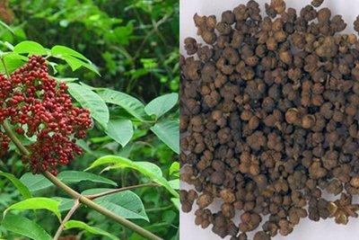 《一碗姜汤里的千年智慧——吴茱萸的前世今生》 之前遇到一位特殊的患者，40岁