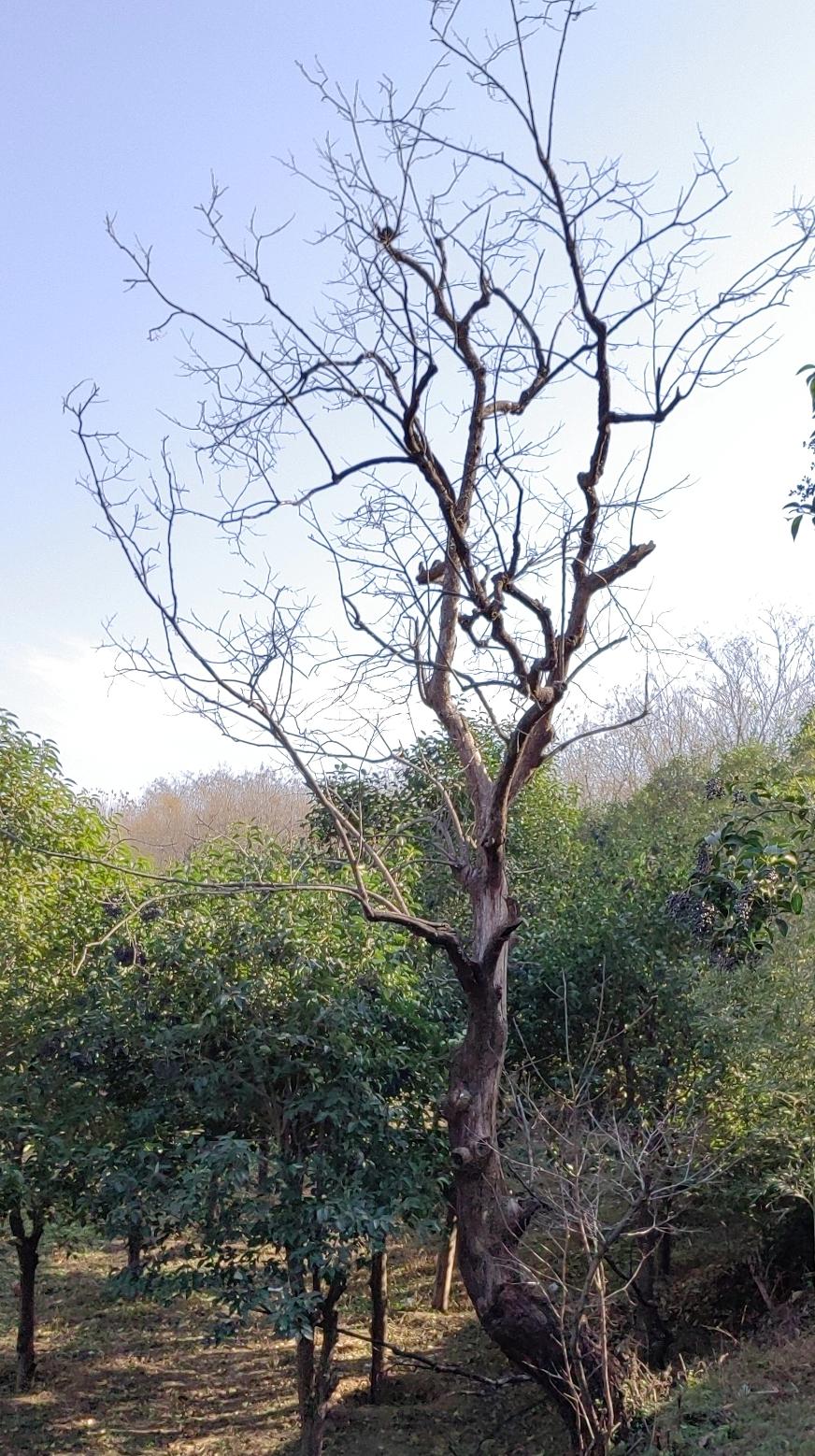 明末，张献忠闹得比李自成厉害，而且张献忠本人军事能力不亚于李自成。但他有一个“短