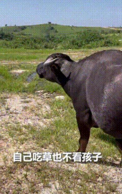 上人民日报了。安徽滁州，一母牛只顾吃草弄丢了小牛，主人本以为它会自己四处寻找，没