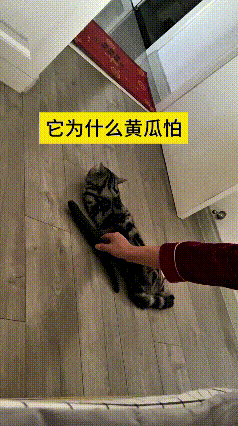 这个视频我看了好几遍，实在太有意思了。都说猫咪害怕黄瓜，主人悄悄把黄瓜放在小猫身