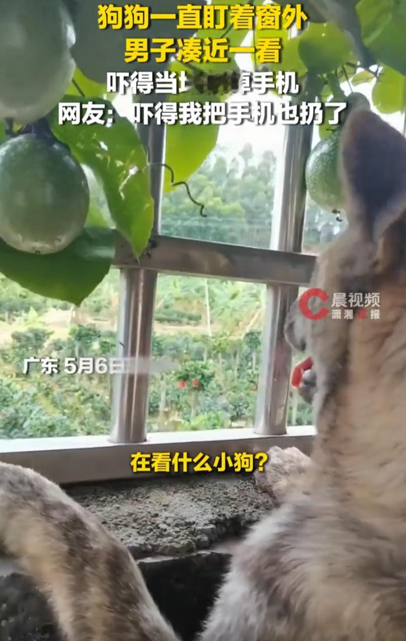 广东，男子家里养了条狗，平时挺省心的。狗不闹腾，不瞎叫，这天却突然反常的望向窗外
