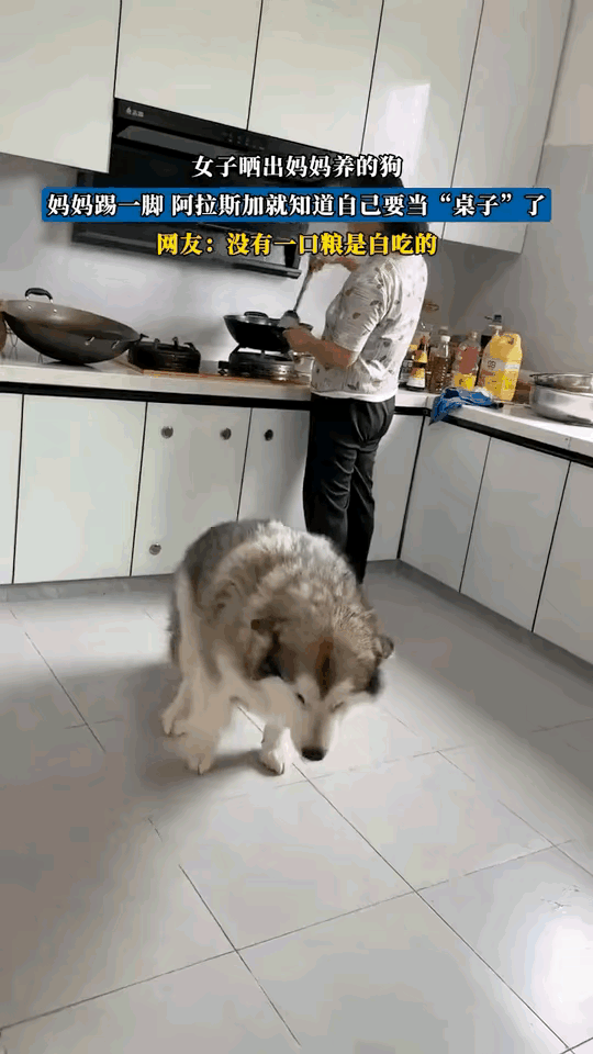 中秋节女子带着老公孩子一家子回娘家，妈妈忙着在厨房做饭。家里养的阿拉斯加犬，乖乖