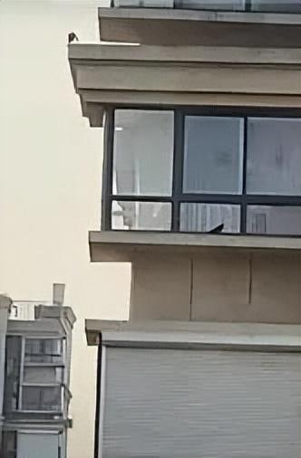 “太记仇了！”浙江宁波，女子突然发现窗户上都是鸟屎，当时还纳闷，别人家都没事，怎