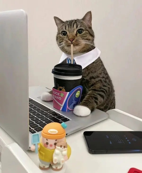 车若初见当喵星人也来加班，这才是真正的远程办公！🐱💻​​​