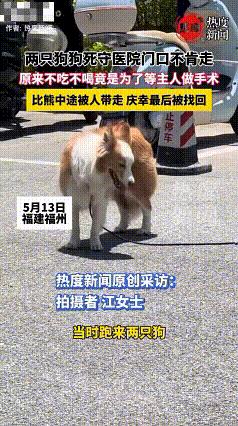 太感动了！2025年5月13日，福建福州，去医院门口两只狗狗守门不肯走，不吃不喝