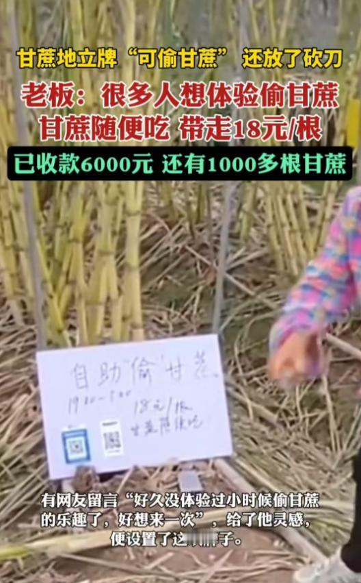 最近,杭州一片甘蔗地火了。主人王勇龙在地头立了块牌子,上面写着:“甘蔗可以随便吃