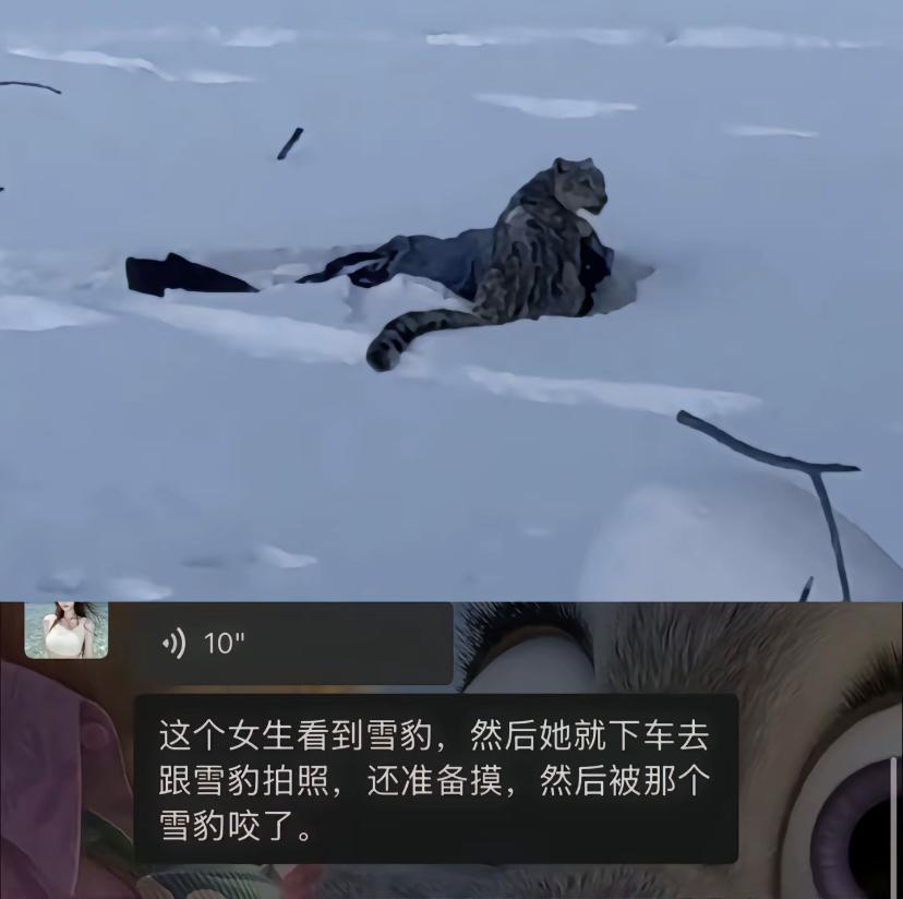 新疆可可托海雪豹袭击人事件回顾！不要与野生动物保持过近距离！具体的事件整体脉