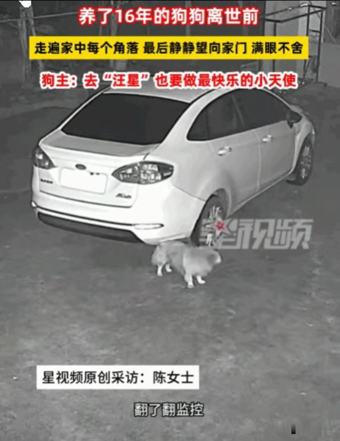 万物皆有灵！湖南湘潭，一女子下班回家，发现陪伴了16年的爱犬已经冰冷僵硬。她心痛