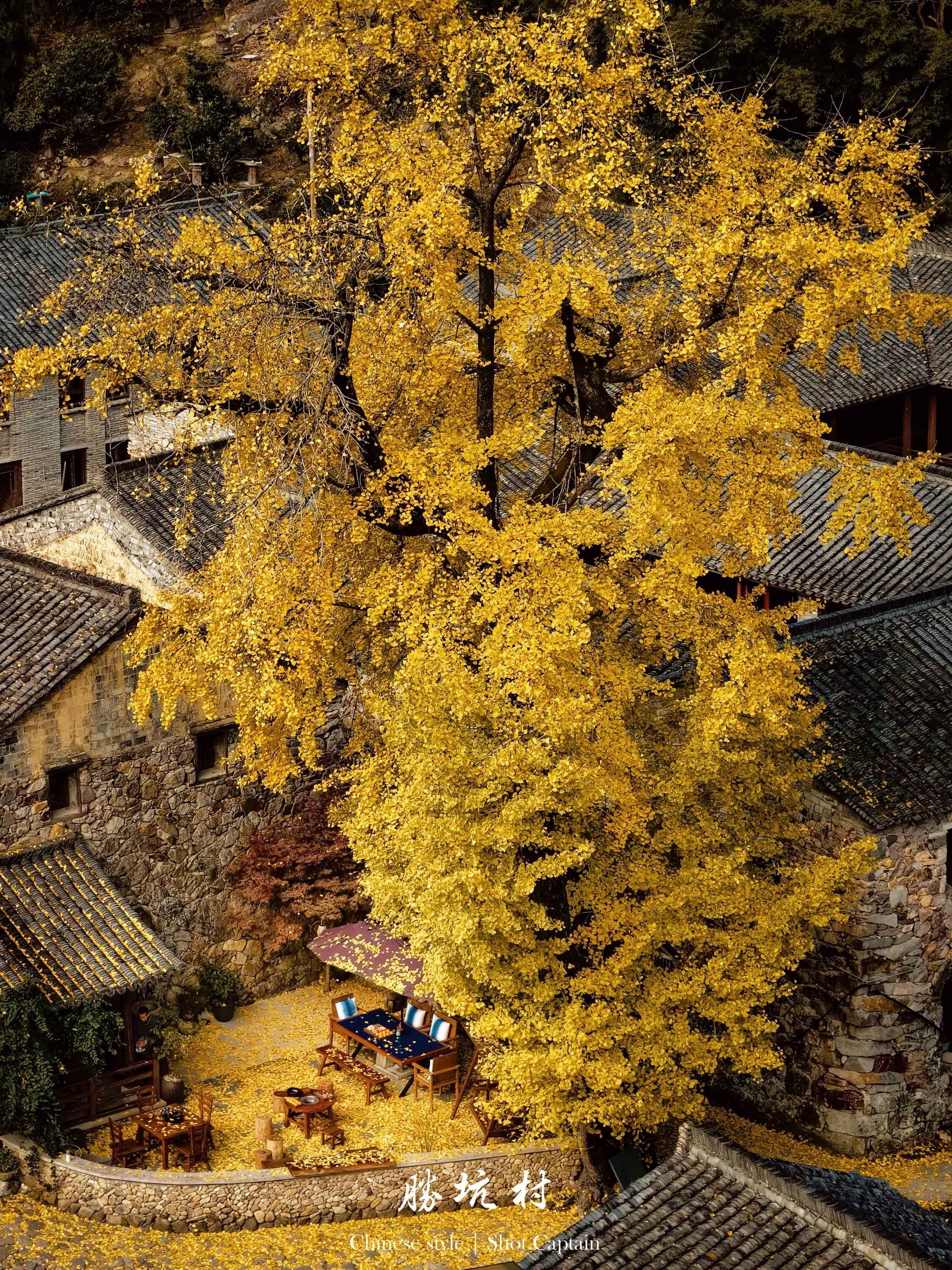 600年银杏下，住进胜坑的鎏金秋！古村石板路尽头，杏树里民宿门前的古银...