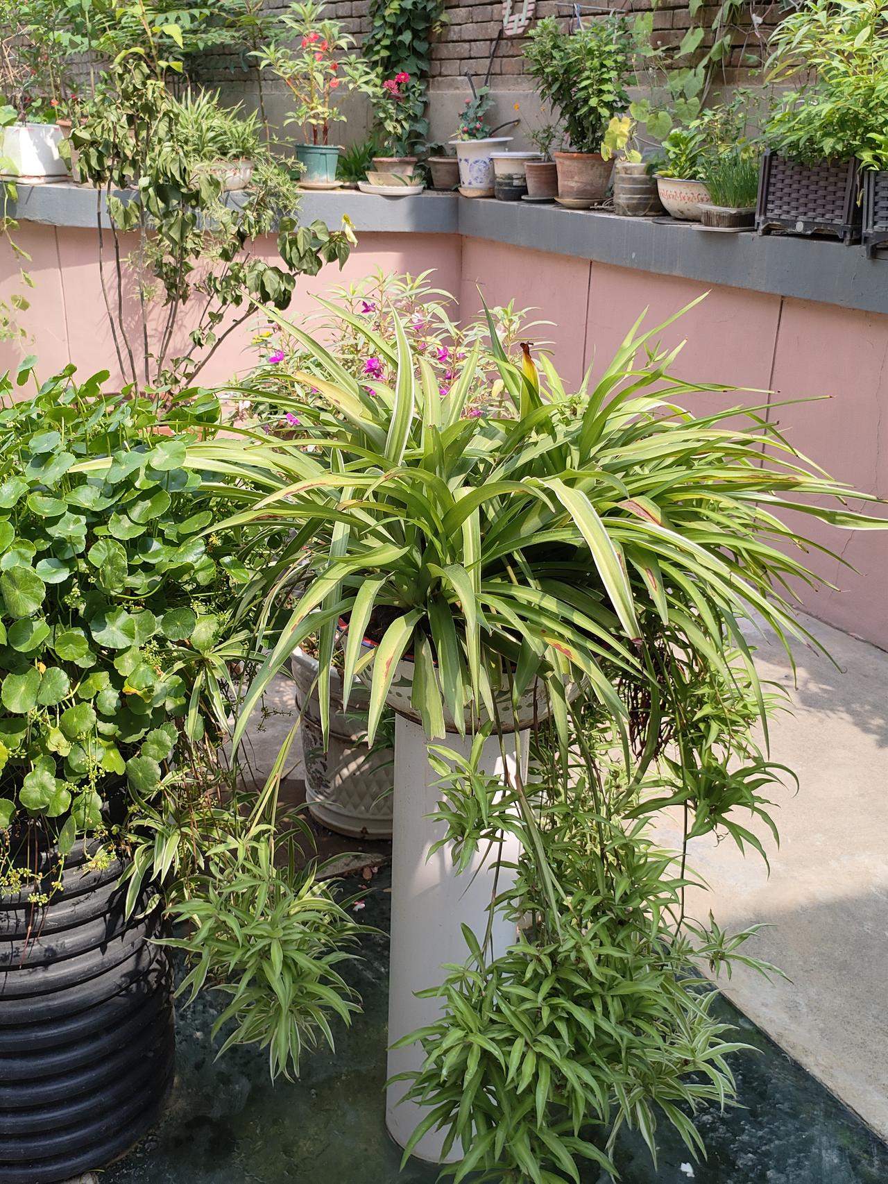 晨起听鸟鸣，推窗见绿意，院里种花种草，闲时浇水除草。不用追赶快节奏的生活，不用应