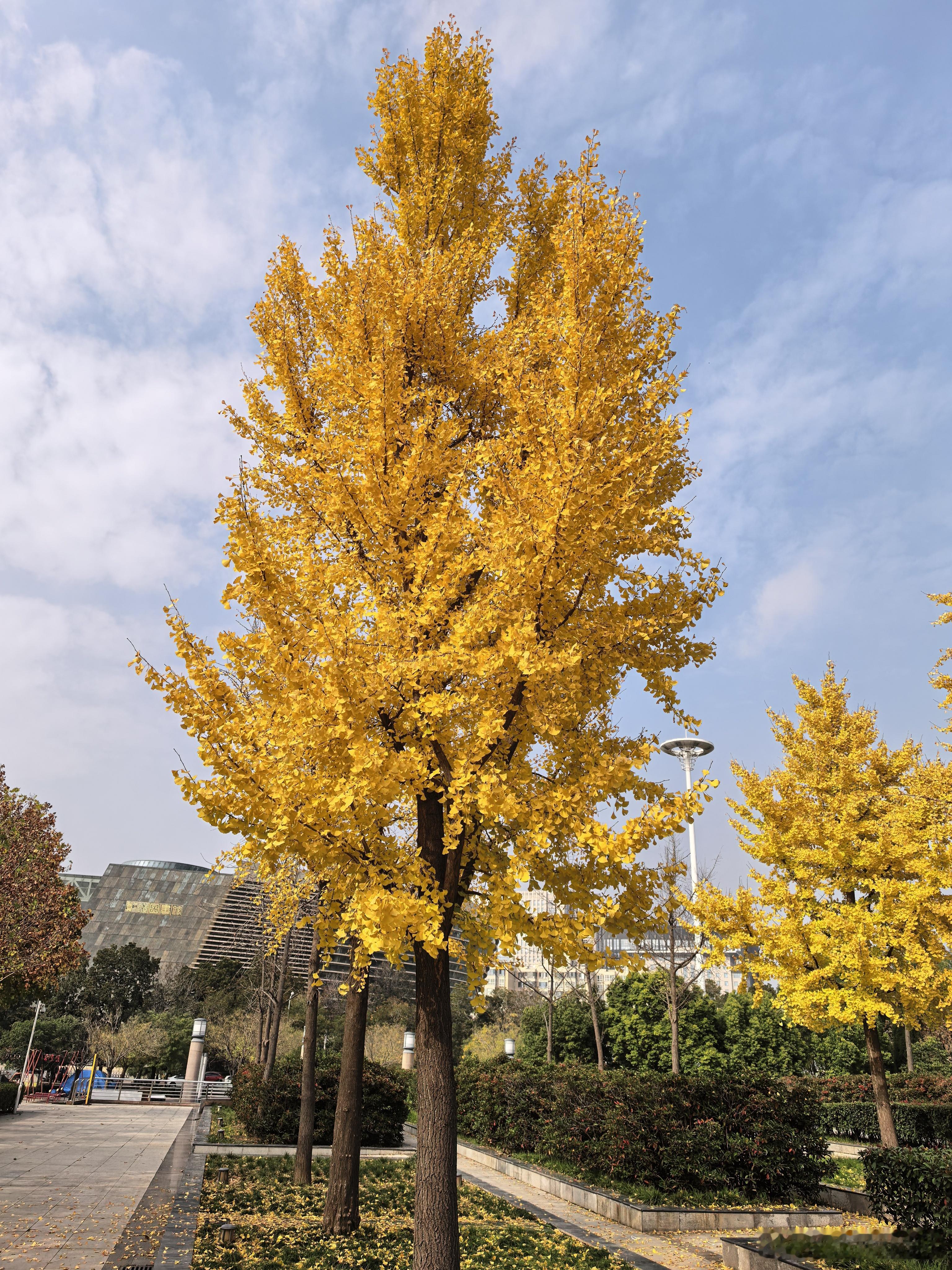 冬日暖阳下，一树金色摇曳，满地黄叶堆积，几处游人小憩。悠闲的时光里，岁月静好。感