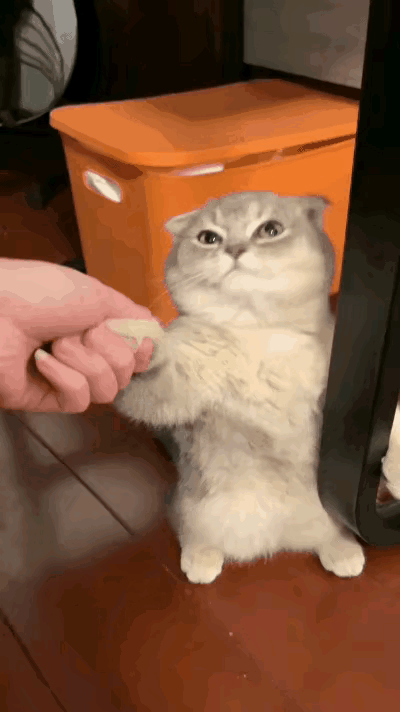 我家的猫咪又抓破了沙发，它自知有错，看我到家，躲在桌子底下不敢出来。我看到露出海