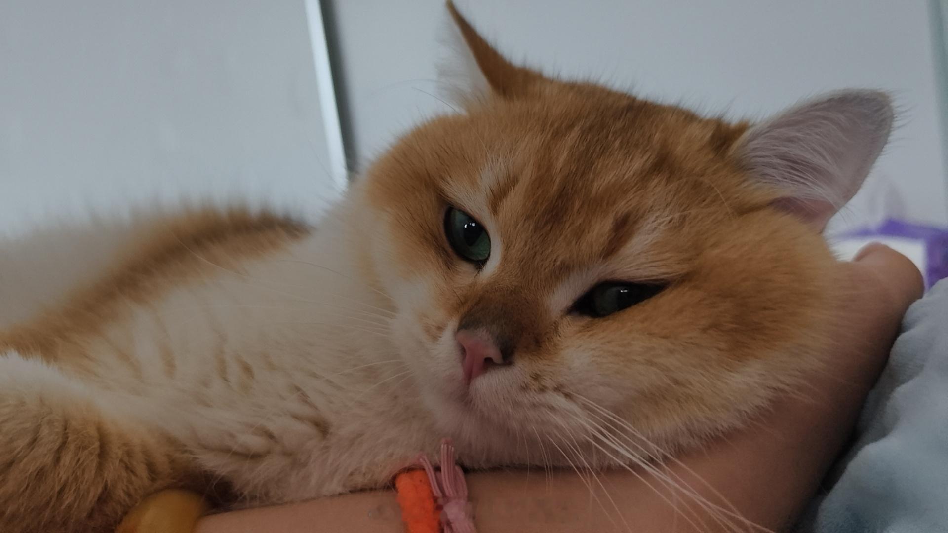 洗猫高危工作和猫咪睡觉最幸福了，还在我身上踩奶[哭哭]​​​