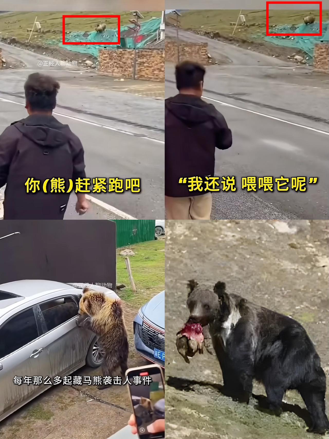 笑不活了！一女子竟然要投喂藏马熊？还把好心救她的藏族小伙骂上了网！圣母心泛滥