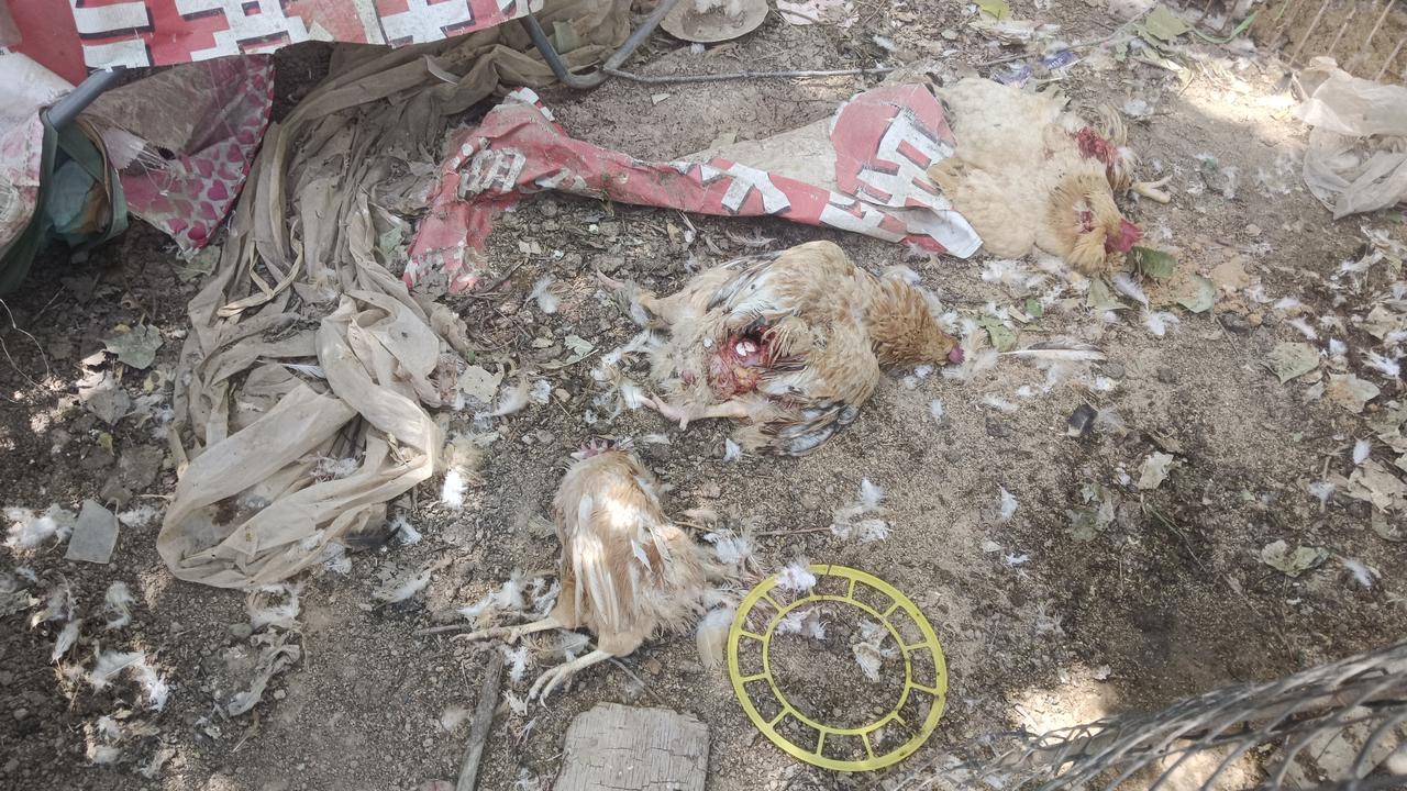 我真是气坏了，谁家的狗干的好事，把我家围栏里的下蛋鸡全咬死了。我赶紧调摄像头