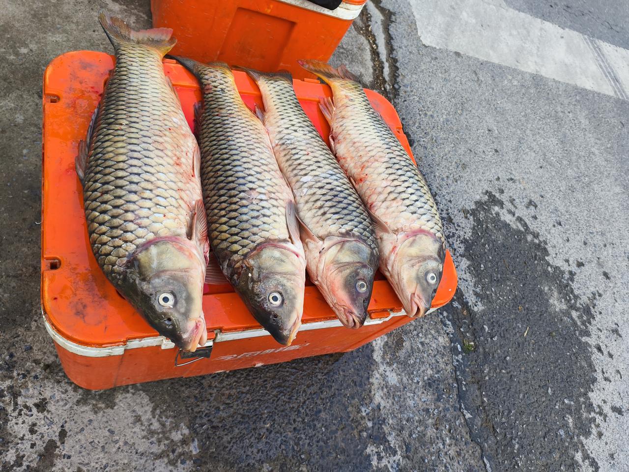 红烧鲤鱼做法如下：鲤鱼处理干净后改刀，用料酒和姜片腌制10分钟。热锅凉油，