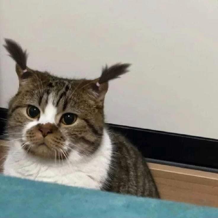 梳了羊角辫的猫猫：麻麻，我以后不要爸爸给我梳头发了​​​