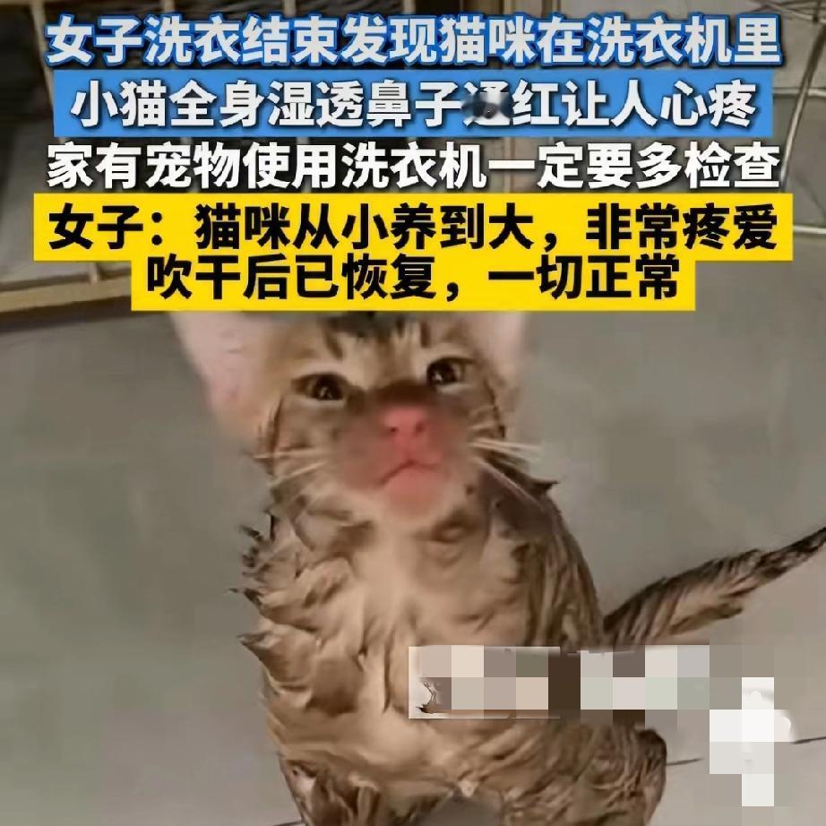 洗衣机“洗猫”！主人打开门吓出冷汗！“洗衣机里传来微弱动静？”苏州女子晒衣