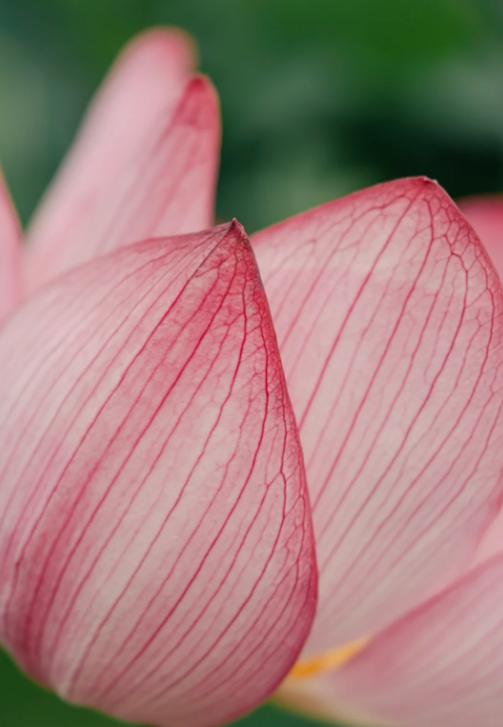 外国人不吃的食物，中国人却爱不释手！亲爱的朋友们大家好，我是海林小百科。今天我