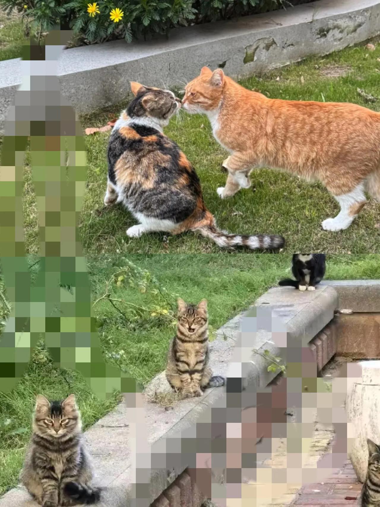 家人们谁懂啊！最近在小区散步，流浪猫越来越多了！以前偶尔才碰上一