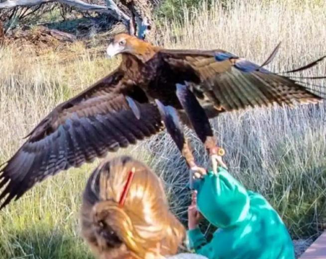 如果人被老鹰攻击，怎么才能活命？一位驯养20多年老鹰的牧民告诉我：遇到老鹰扑来，