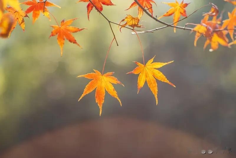 你发现没，我们的父母真的太傻了！你给买吃的、买穿的，父母总说家里够用，没有必
