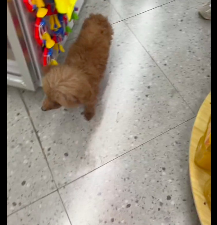 【流浪狗紧跟小姐姐，拿命运做赌注终换回幸福，在凉山开启新狗生！】有这么一位四川的