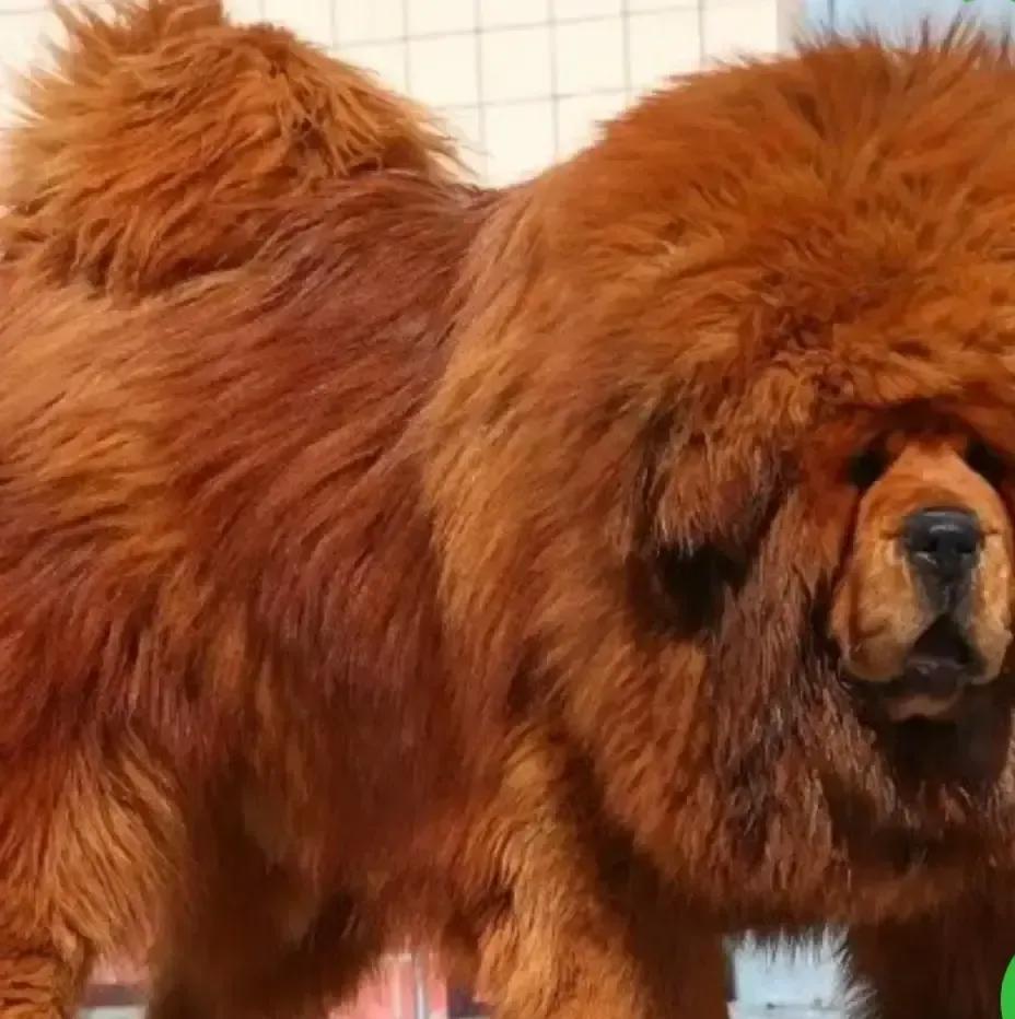 婶子兄弟两口子十年连生六个闺女，还是不死心，跑去庙里算卦，和尚一句“命里无儿”，