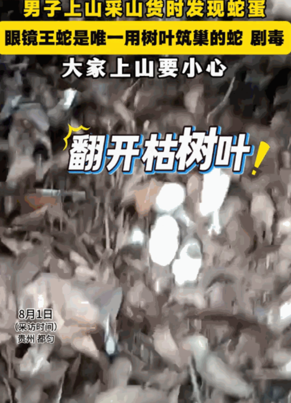 “太吓人了！”8月1日，贵州都匀，一男子进山采山货，扒拉树叶时，意外扒出来一窝蛇
