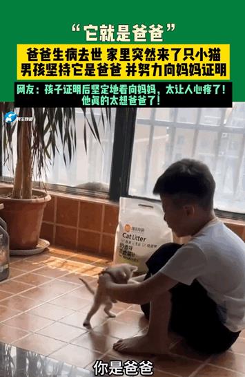 泪目了！河南，爸爸因病去世，家里突然来了只小猫，男孩却坚持说它就是爸爸，妈妈却哭