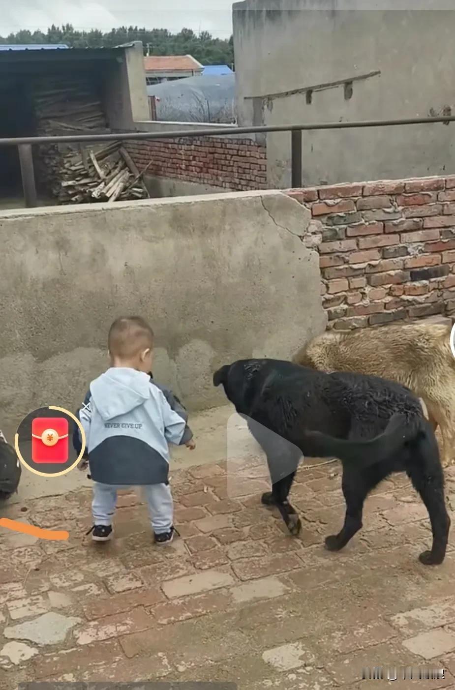 你看那黑狗多么懂事啊，始终挡在小主人身前，不让小主人靠近大黄狗。因为大黄狗的情绪
