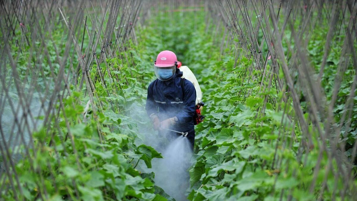 磷酸二氢钾和尿素的巧妙搭配: 让肥料效果翻倍的秘诀