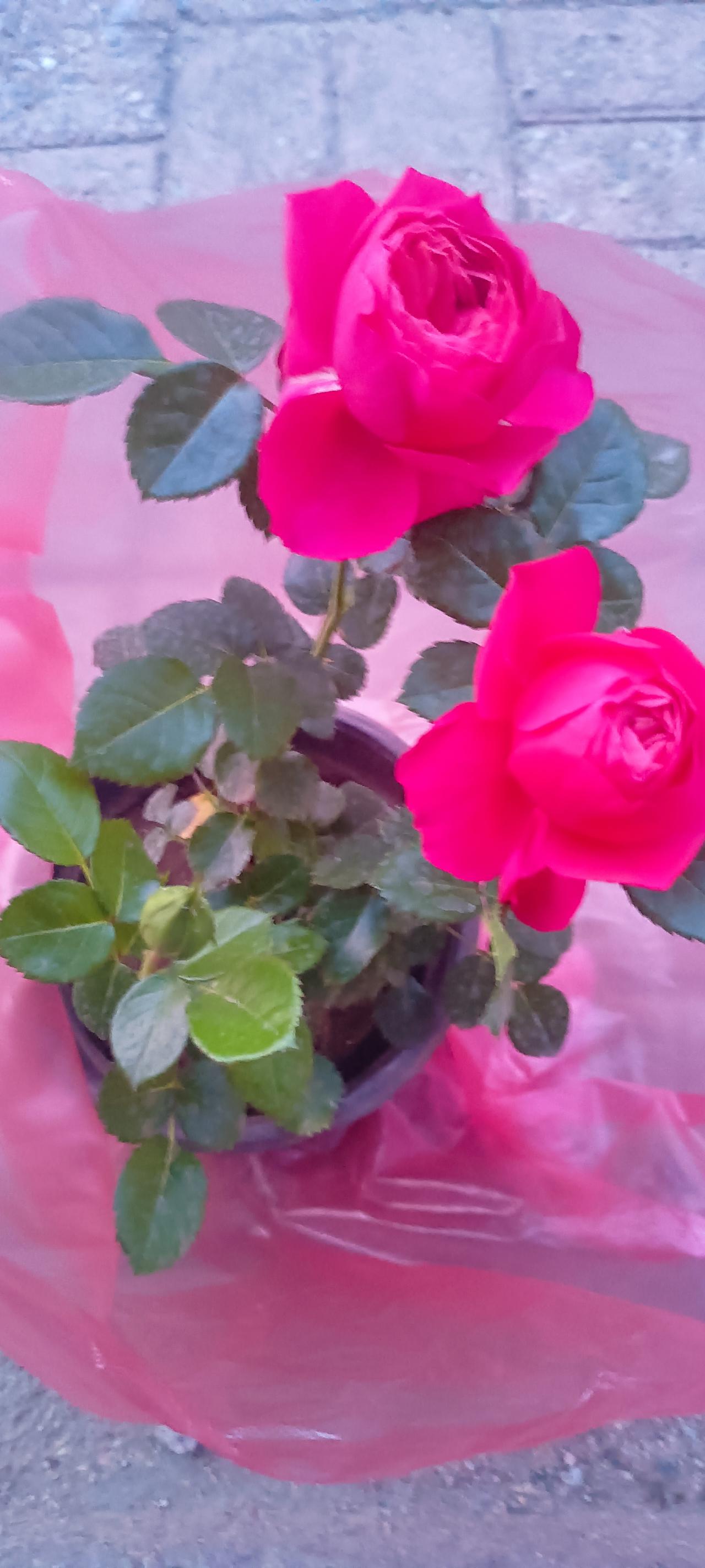 我老公好久都不点餐了，今天晚饭吃的青椒馅饺子，还不用做菜，不喝酒！简单！省事！