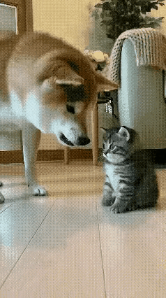 背后有靠山，腰杆就是硬！这一幕真的笑不活了！一只小狗趁猫妈妈