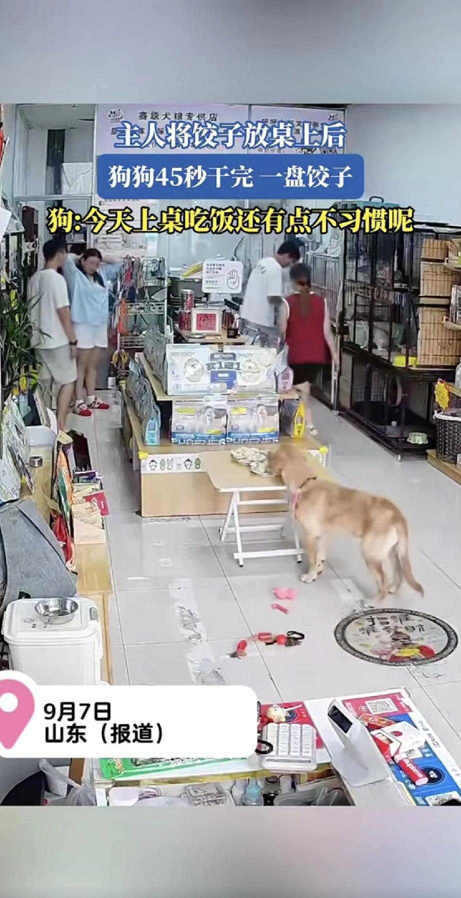 好家伙！这外来狗子就是不一样，都敢直接上桌偷吃了——主人才把两盘饺子放桌上，一转