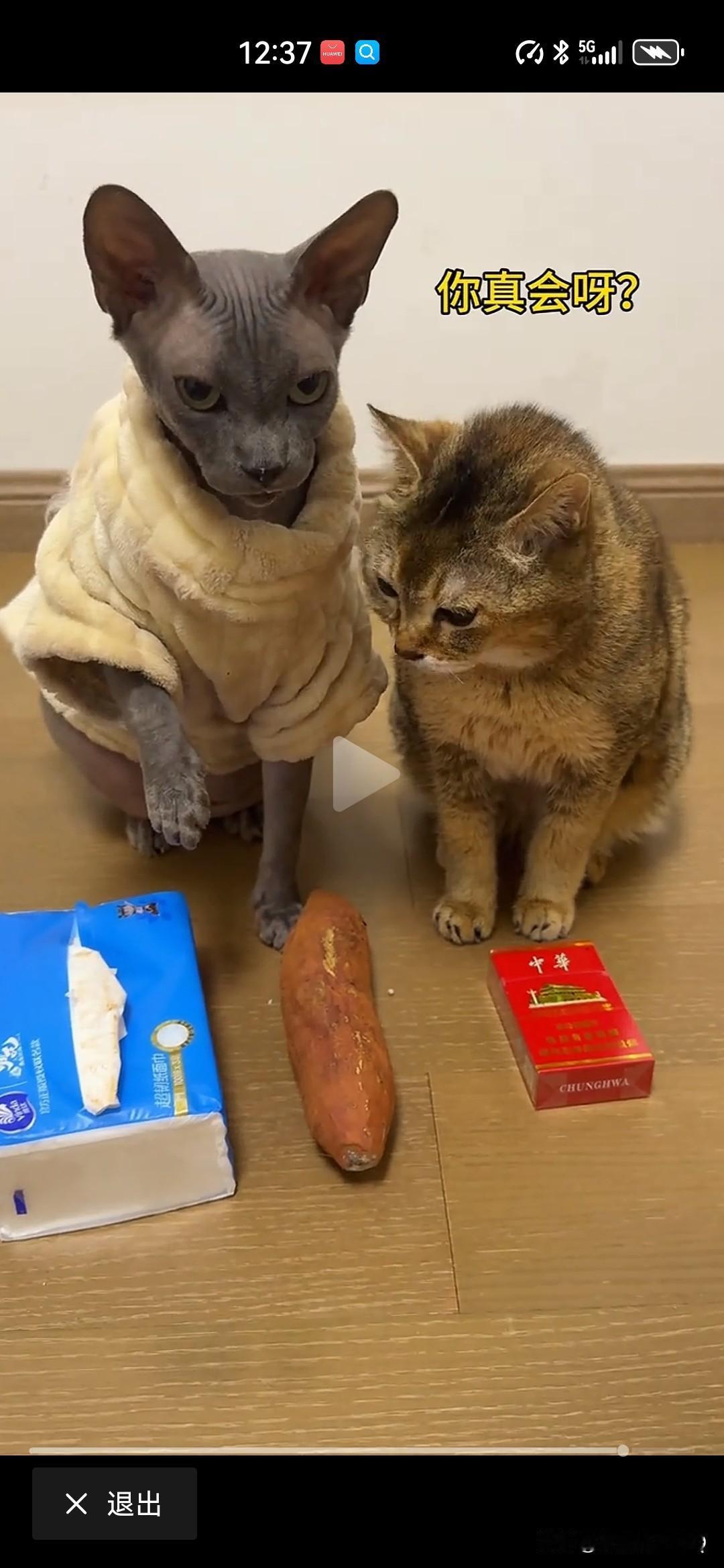 萝卜纸巾猫为啥火了！猫：这不公平，你得放老鼠，鱼和香烟，这个我可以分辨出来！小狗