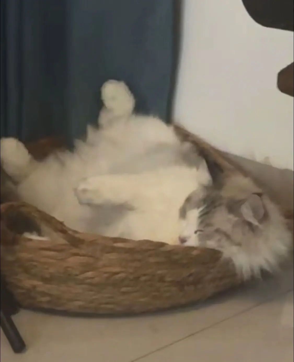 走失118天｜我的猫原来一直在我楼下😭。真的太感慨了……  4月24...