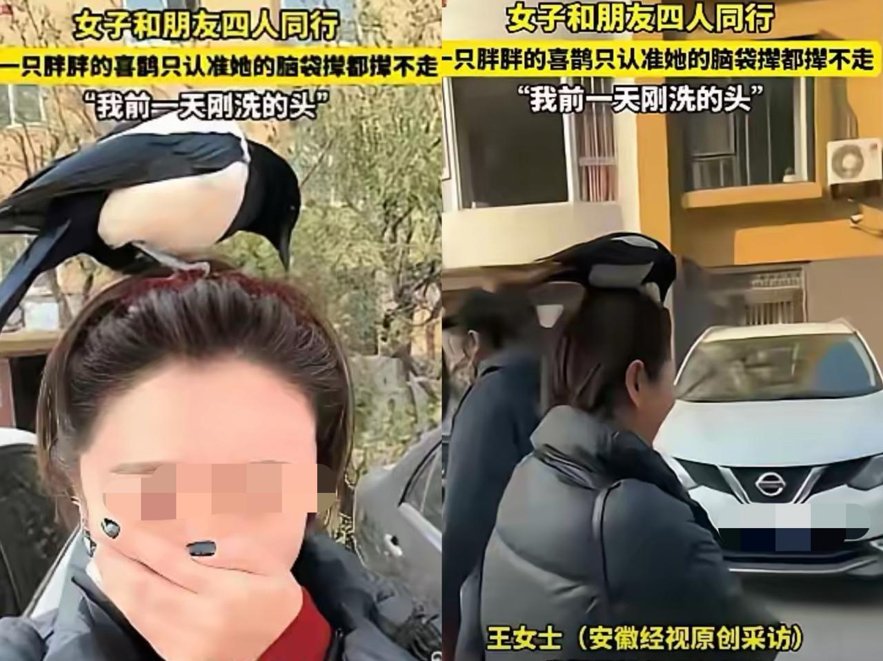 “喜鹊上头，是巧合还是天意？”辽宁营口一女子逛街时，喜鹊竟赖在她头上不走，这一幕