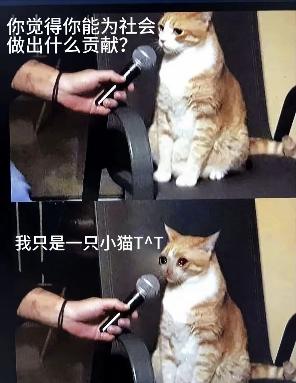 喵