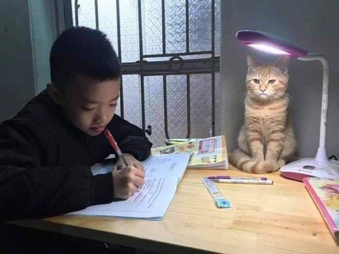 有这样的小猫咪看着你，你还能好好学习嘛