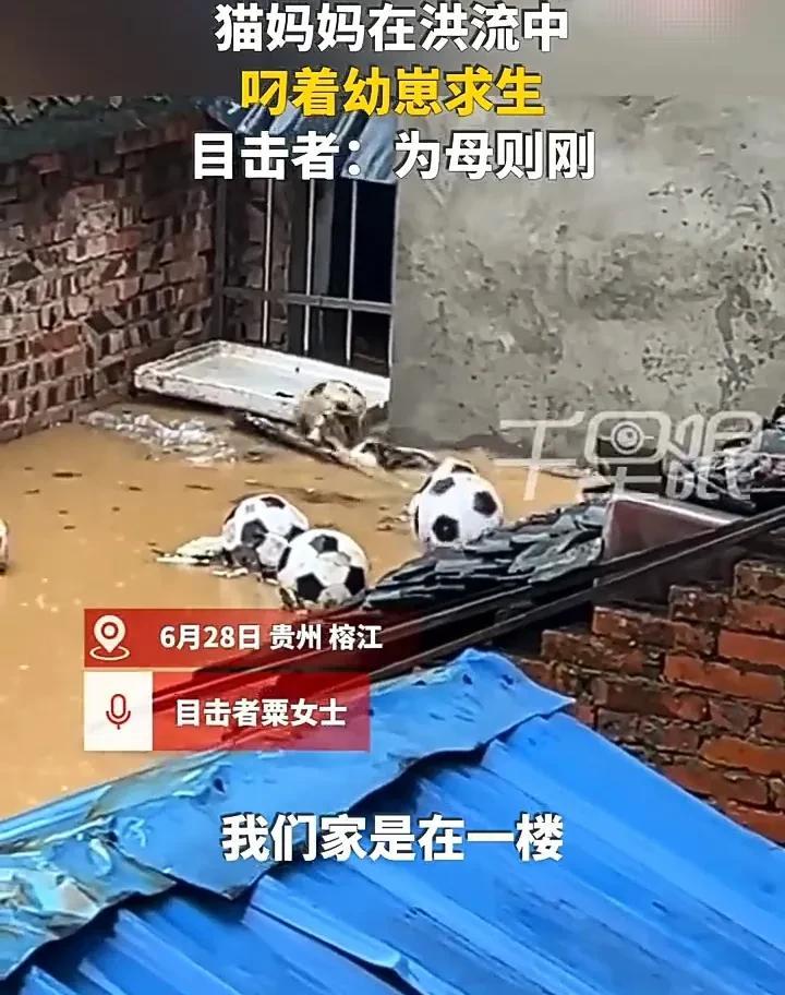 看哭了！6月28日，贵州榕江突发洪水，一名女子和家人在三楼避险时，看见屋外有一只