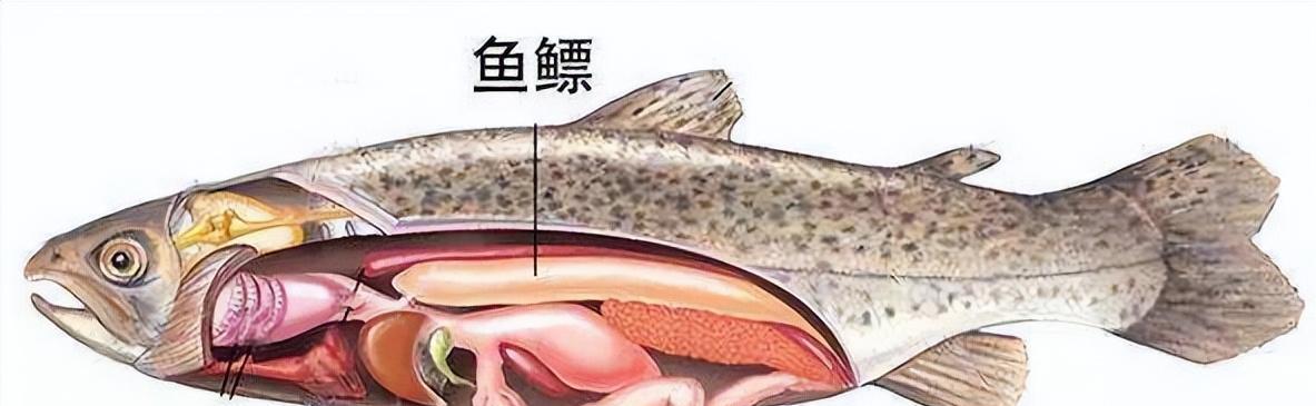 要说世界上活的的最久的鱼，肯定是海中巨物，但如果说能不吃、不喝、不生活在水里，并