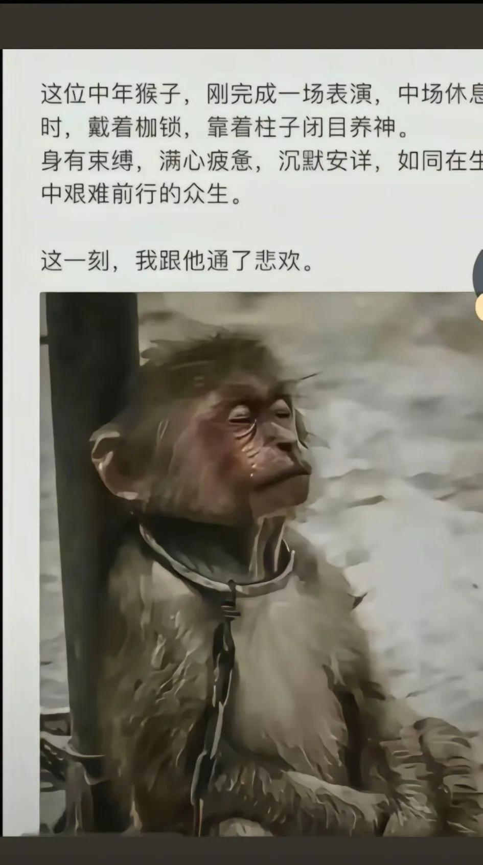 看这只猴子仿佛就是看到了我们自己，总感觉现在活的好累，其实物质条件也很好了，有房