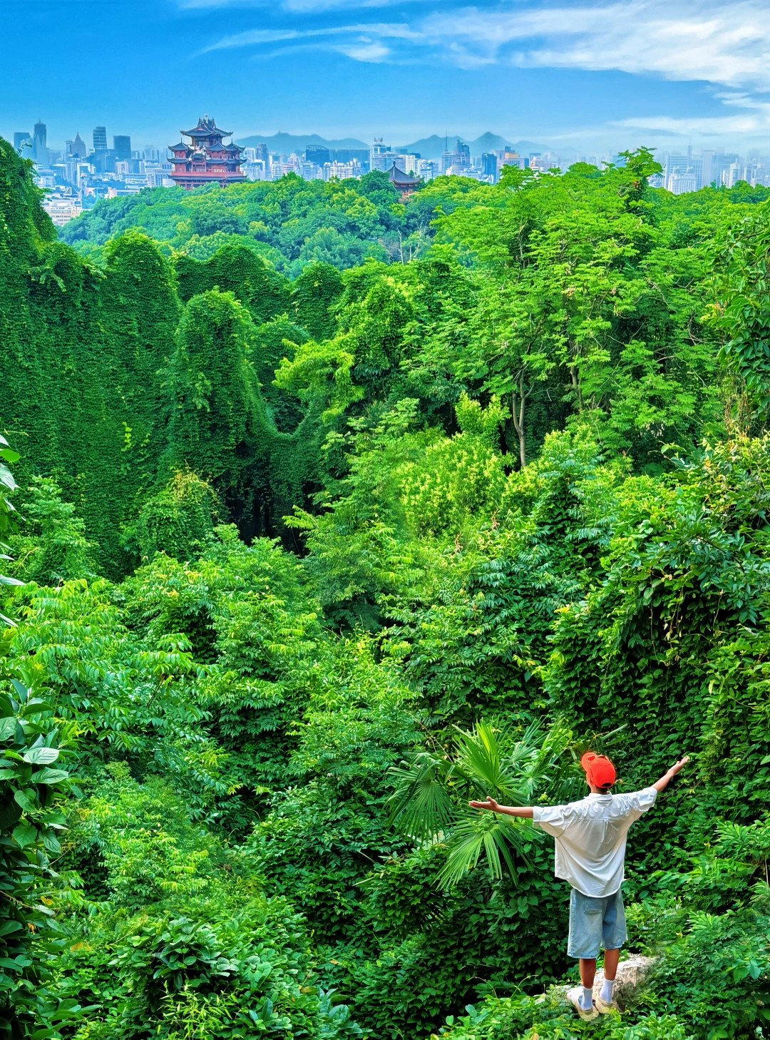 杭州不愧是一个喜木的城市🌳含绿量1000%