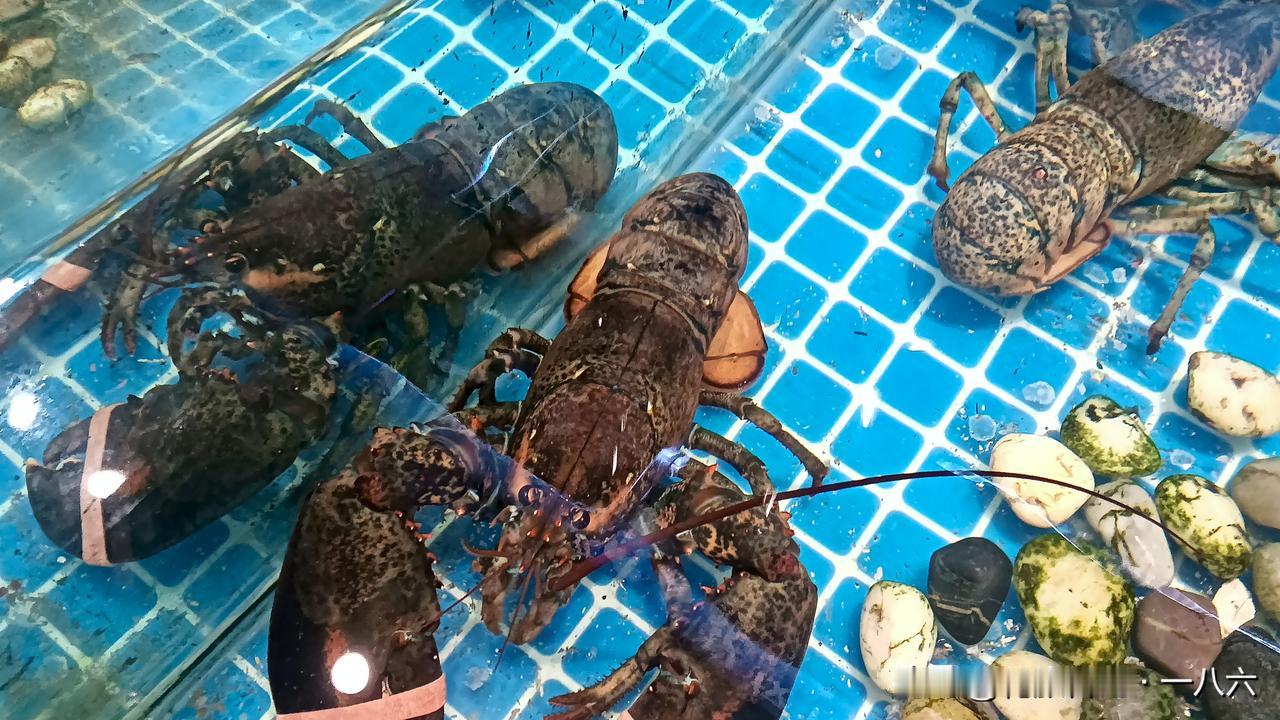 2025.12.22英国官宣！活煮龙虾罚45万+坐牢6个月！唐人街有餐馆栽了