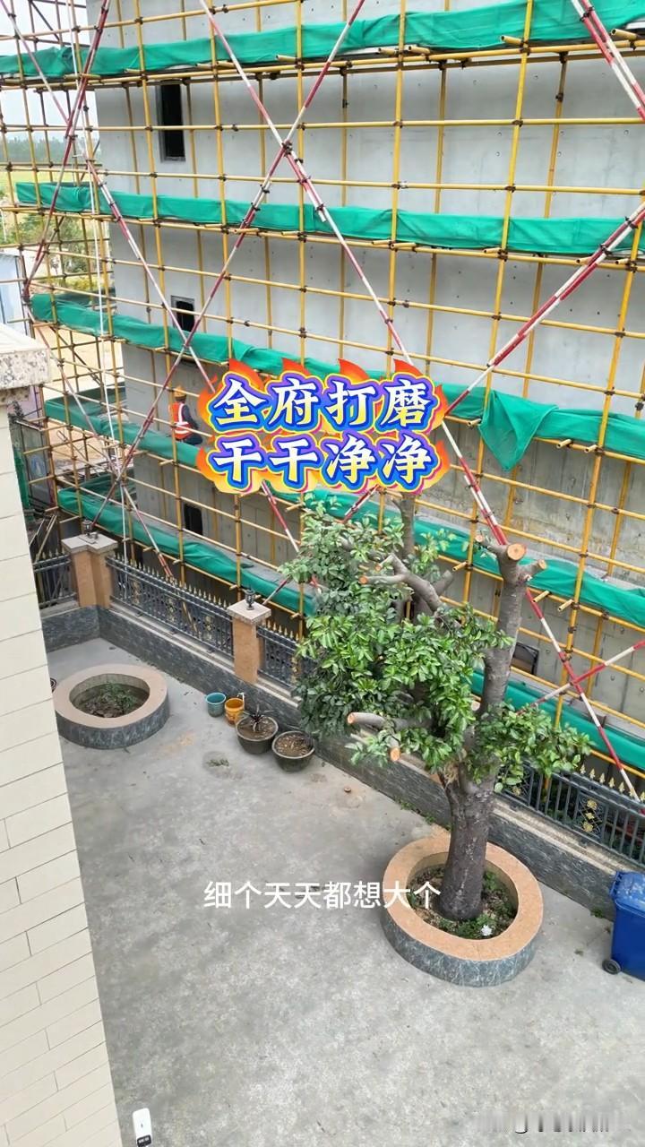 全红婵新房子开始贴瓷砖了，我却被邻居家的树吸引了全红婵的邻居真的很懂事呀！你