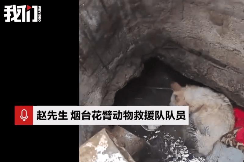 “三年投喂者不是人，是狗”——井底那双失明的眼睛，看透了人性的假慈悲‌‌你以为