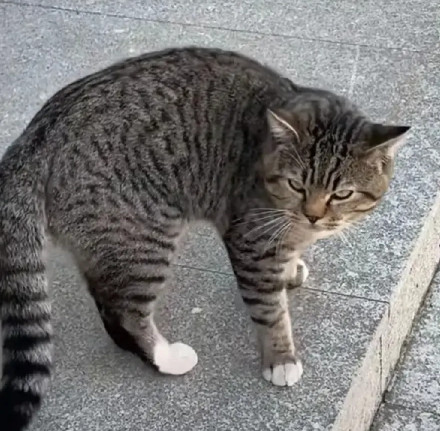 养狸花猫太不省心了，前几天我家狸花猫偷偷跑了出去，到小区就和人家大金毛打了一架