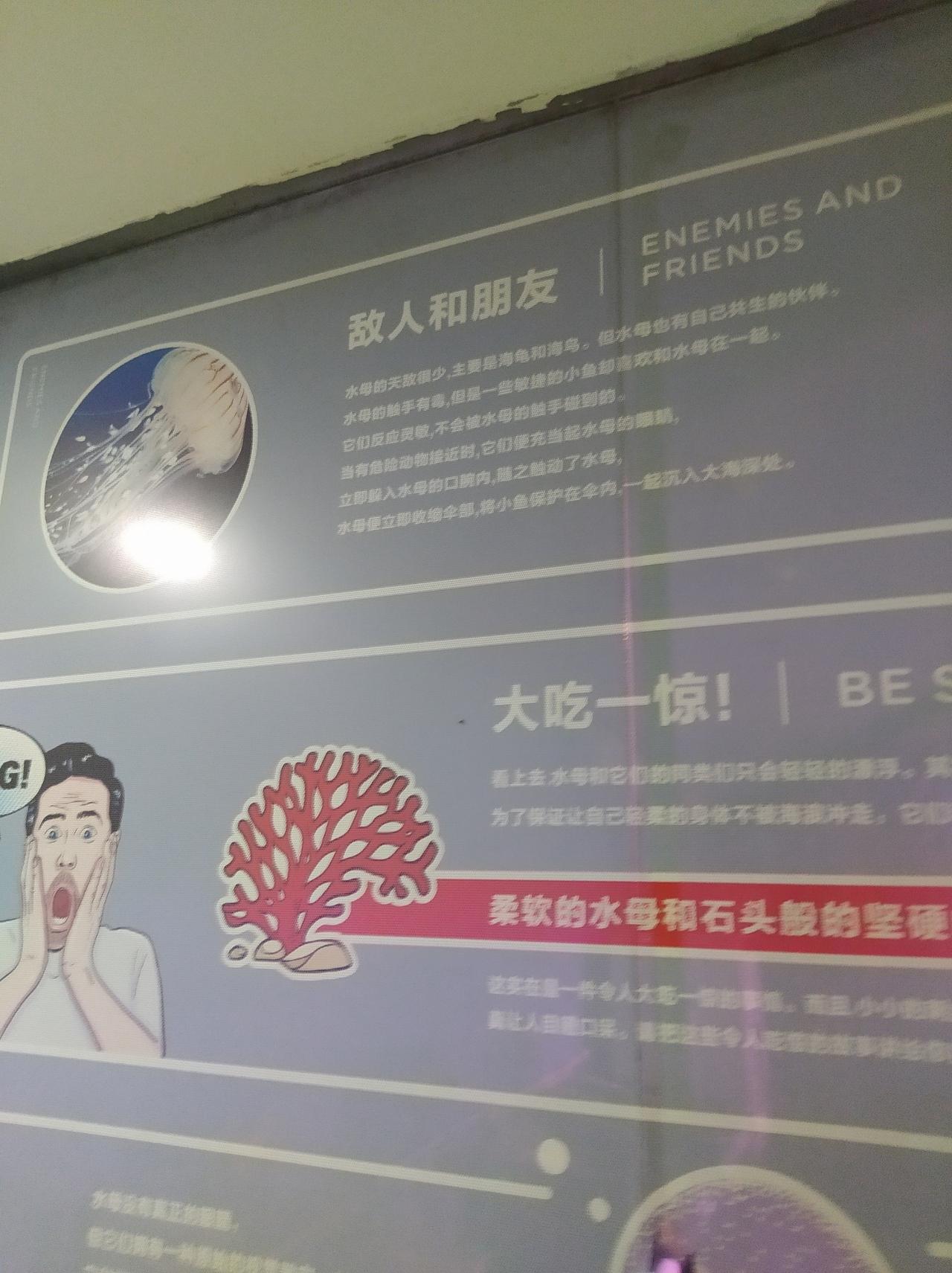 海洋馆里的乌龟，还有各种各样的鱼，还有图文介绍。